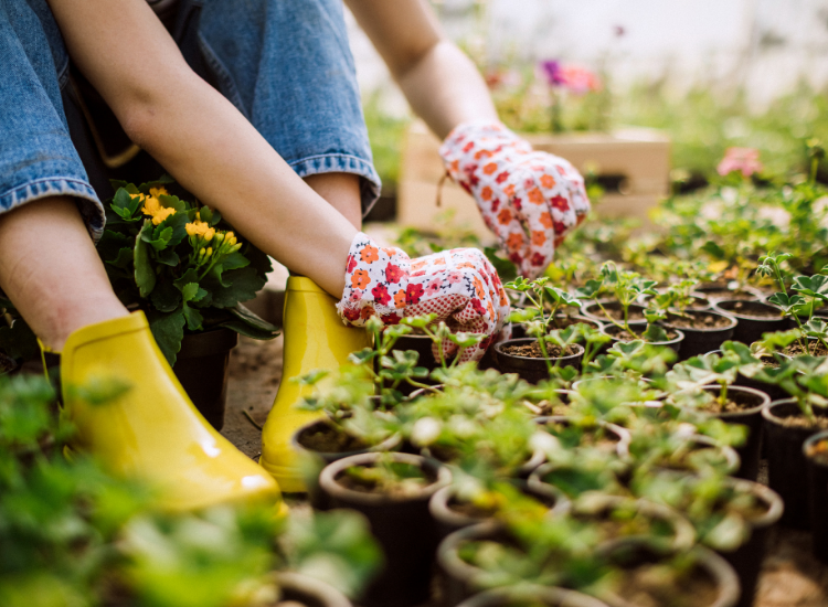 Gardening for Wellbeing